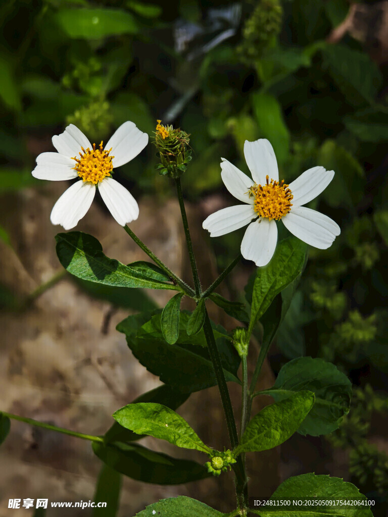 小野花