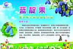蓝靛果海报