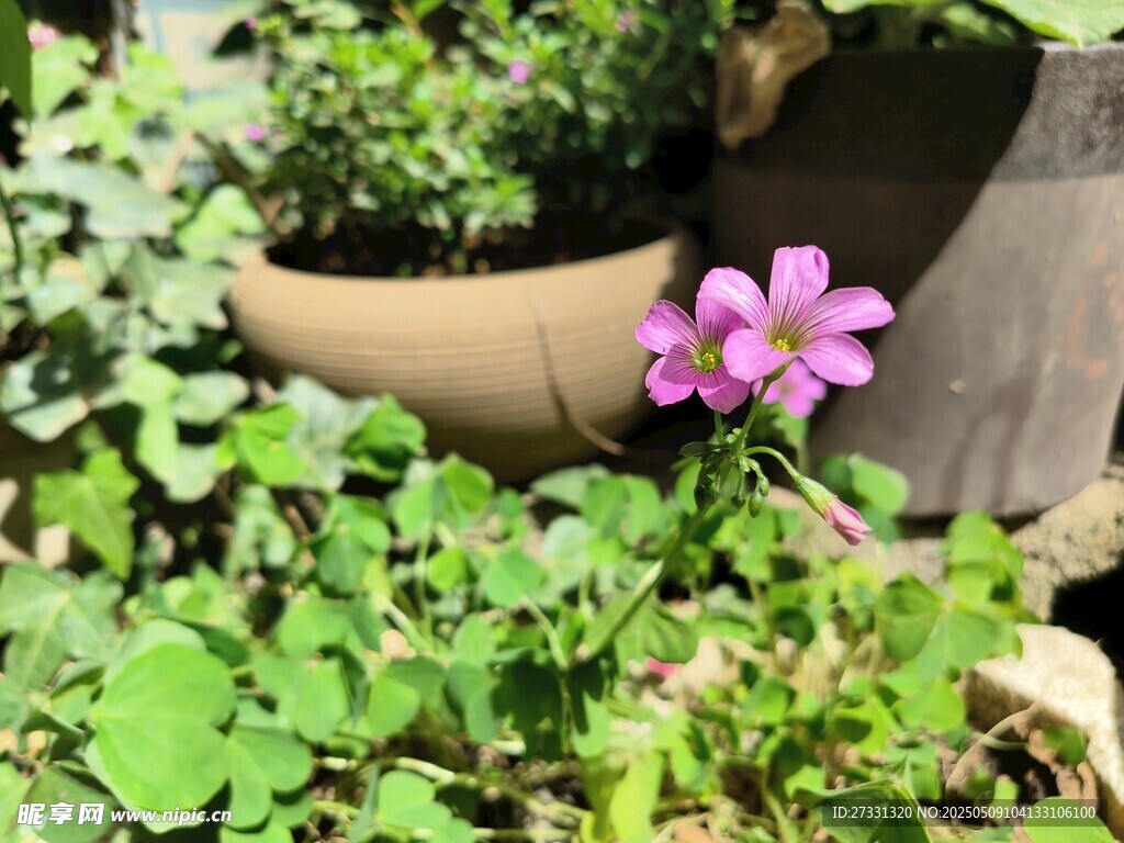花盆边绽放的娇艳小花