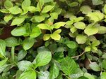 翠绿繁茂的植物叶片