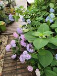 花园小径旁的绣球花绽放