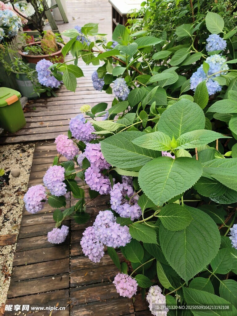 花园小径旁的绣球花绽放