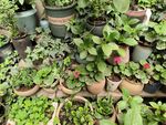 多样盆栽绿植展示
