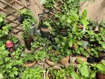多样盆栽绿植展示