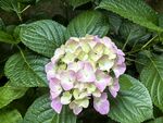 绣球花绽放绿叶间