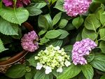 多彩绣球花绽放生机