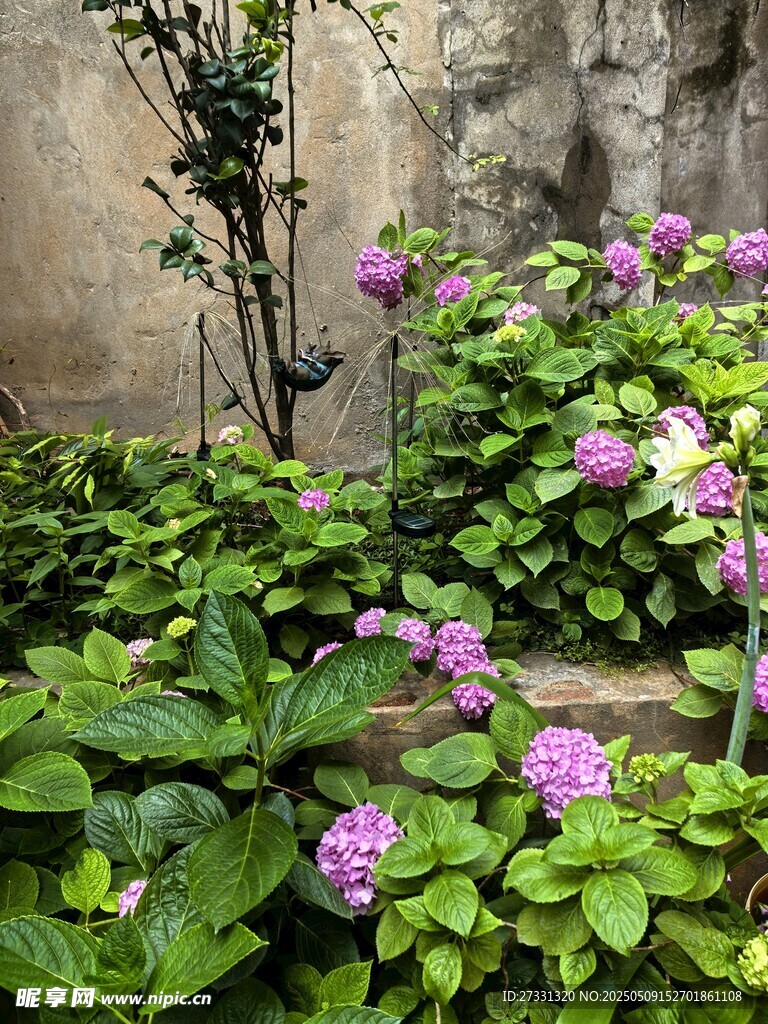 石墙边绽放的紫色花卉