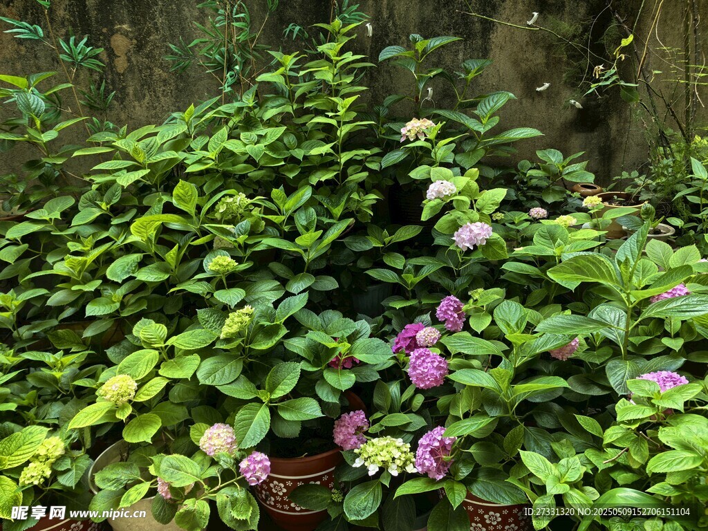 绿叶丛中绽放的紫色花朵