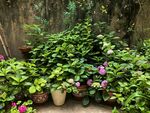庭院绿植花卉景观一角