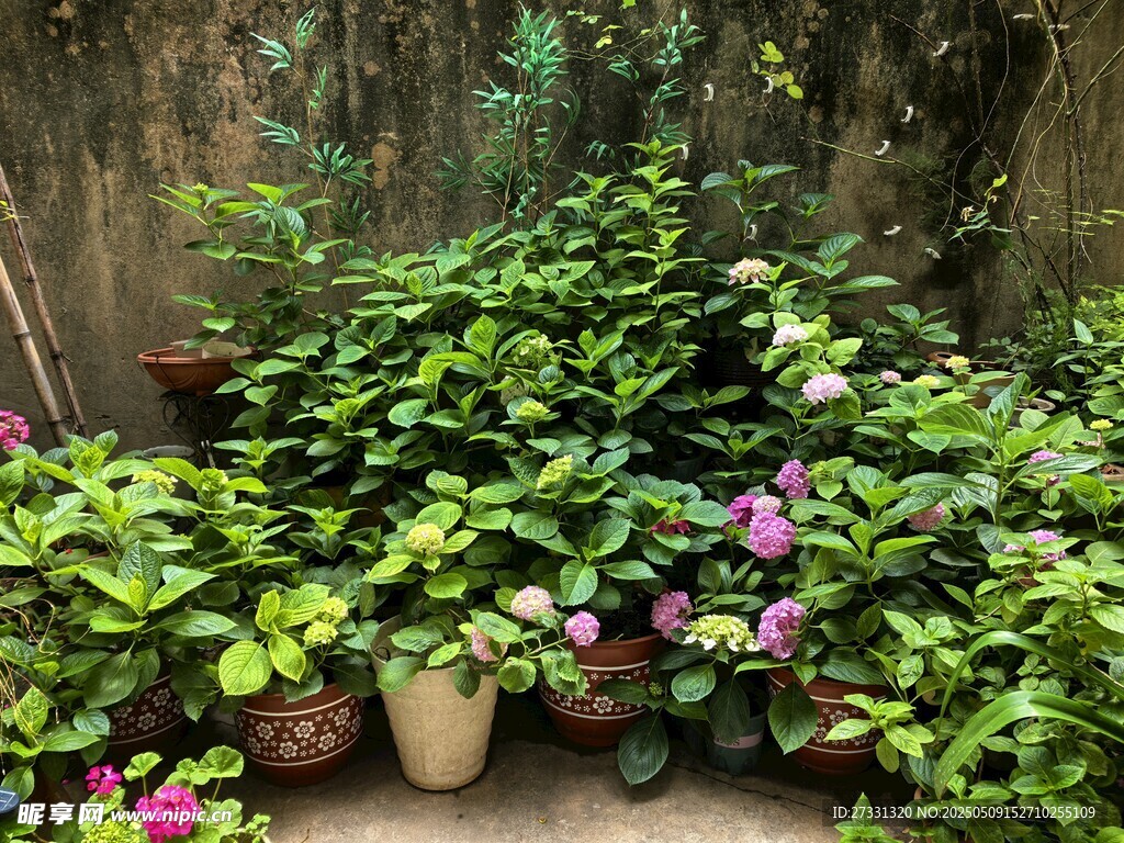 庭院绿植花卉景观一角