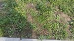 车前草