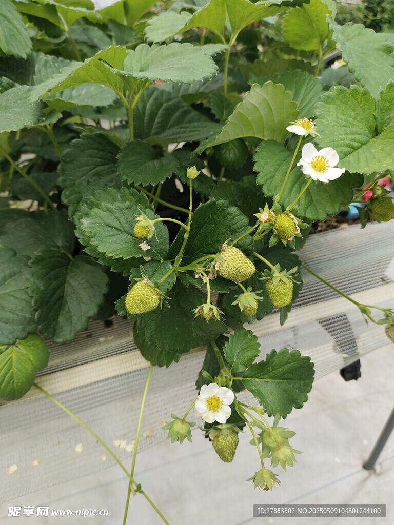 草莓