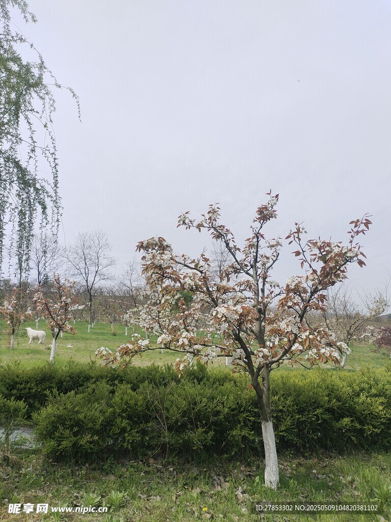 梨花