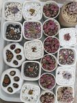 多样花茶组合展示