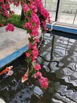 锦鲤