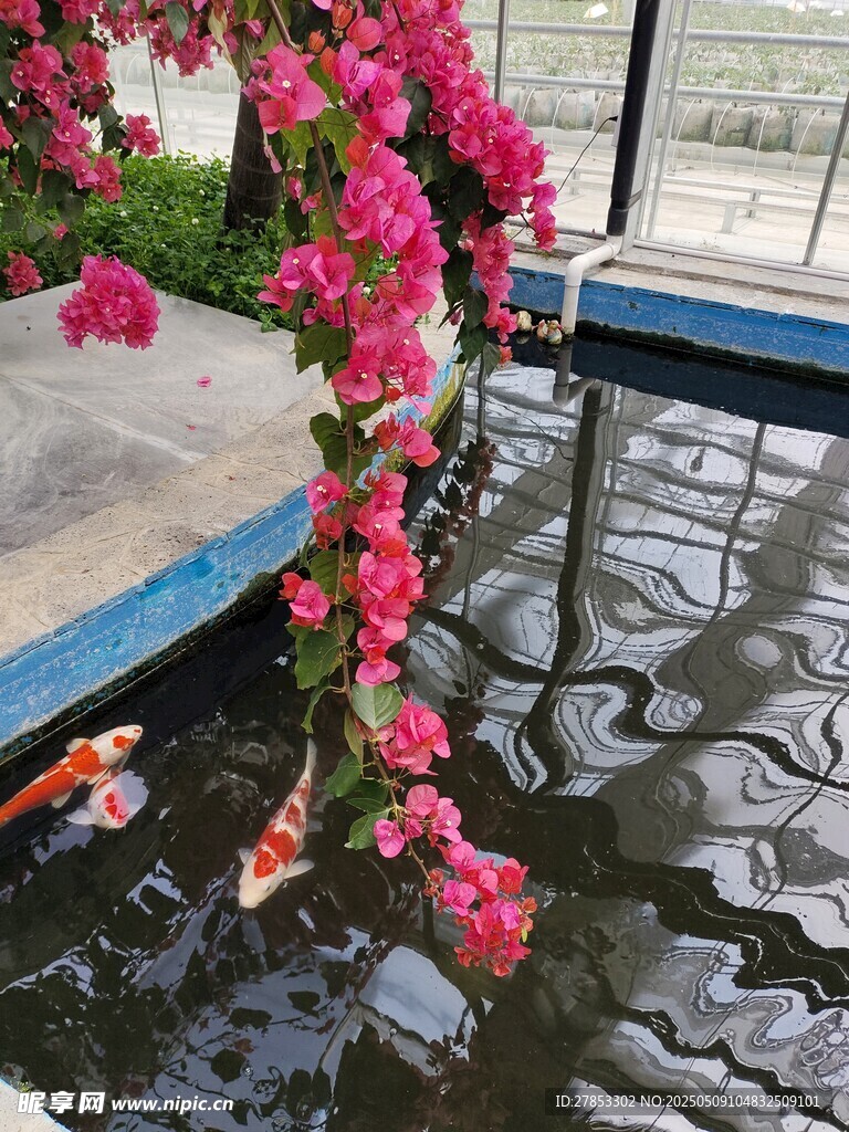 锦鲤
