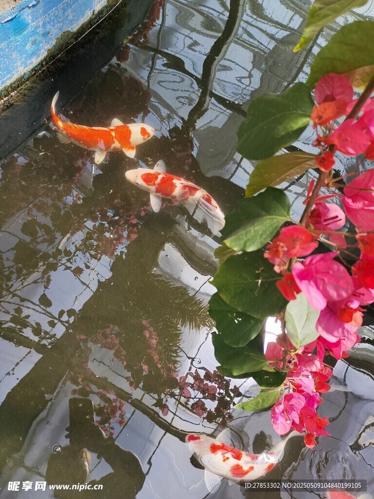 锦鲤