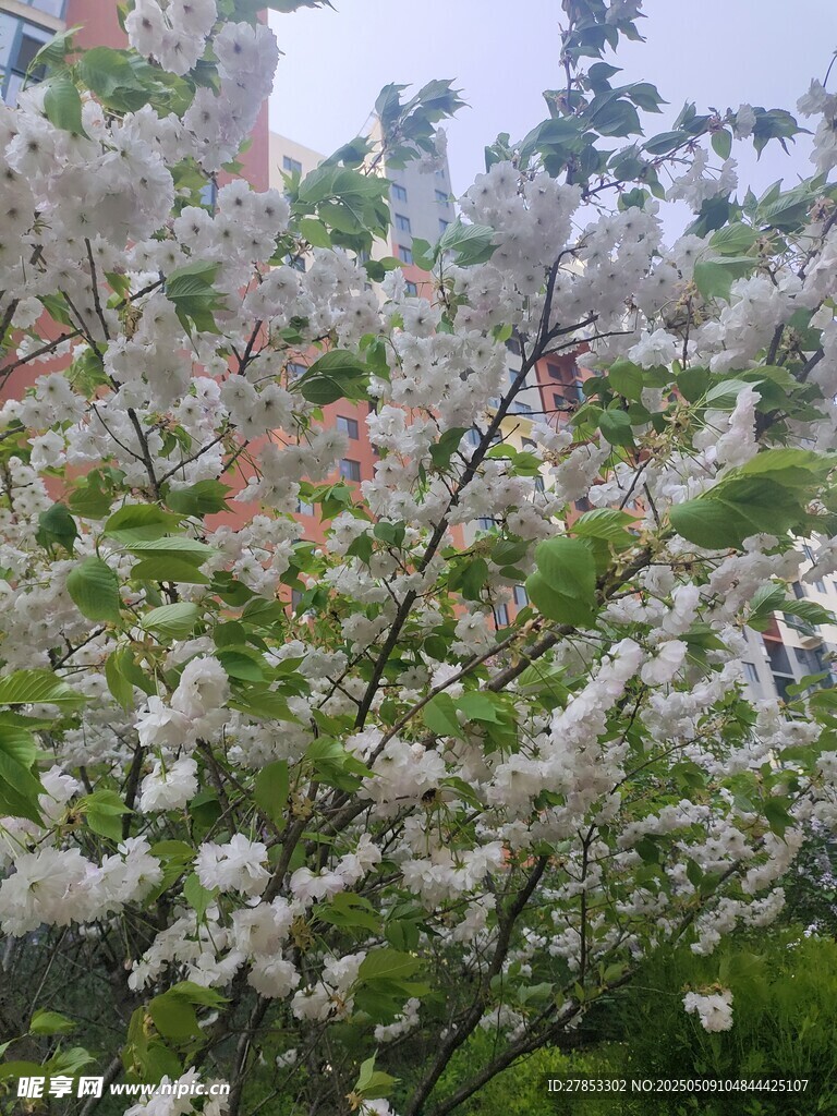 樱花