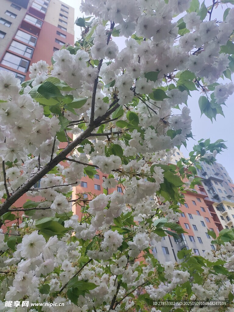 樱花
