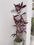 紫叶朱蕉植物室内一角