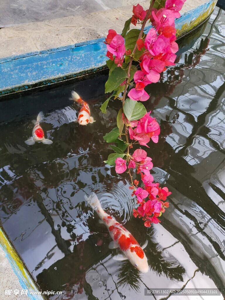 锦鲤
