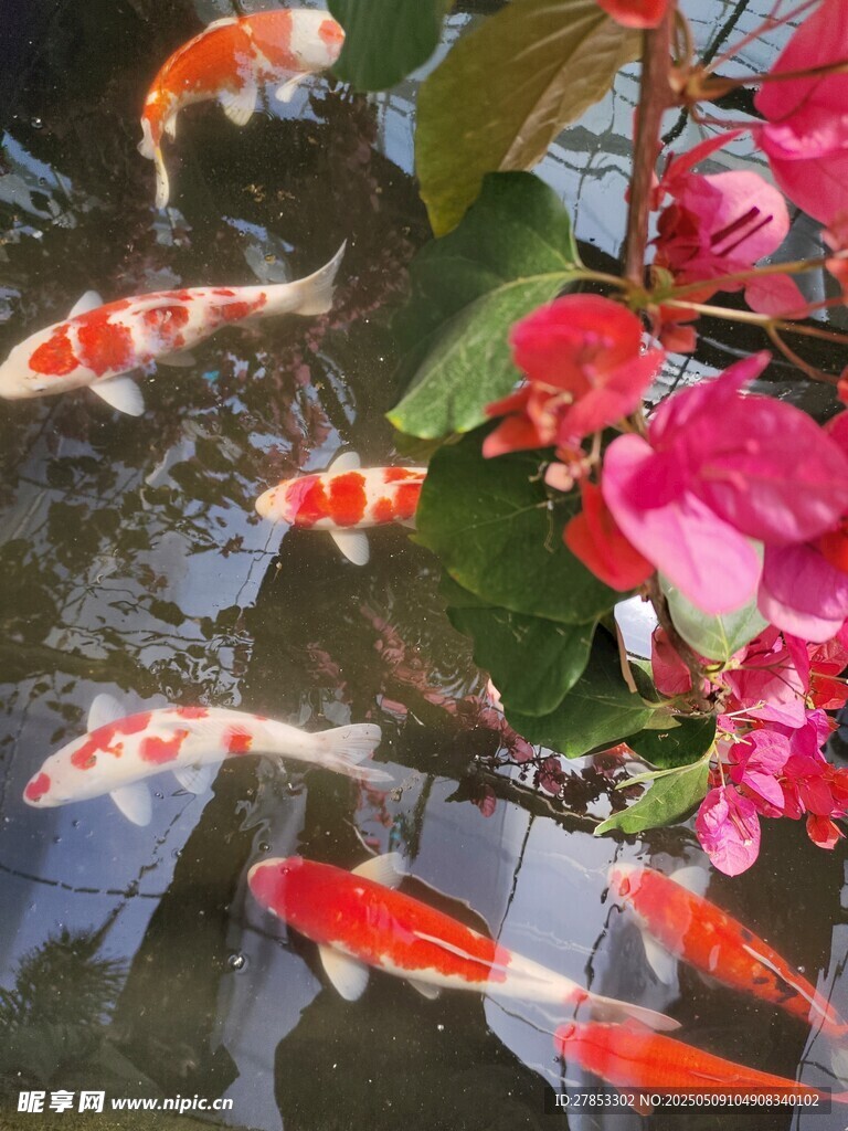锦鲤