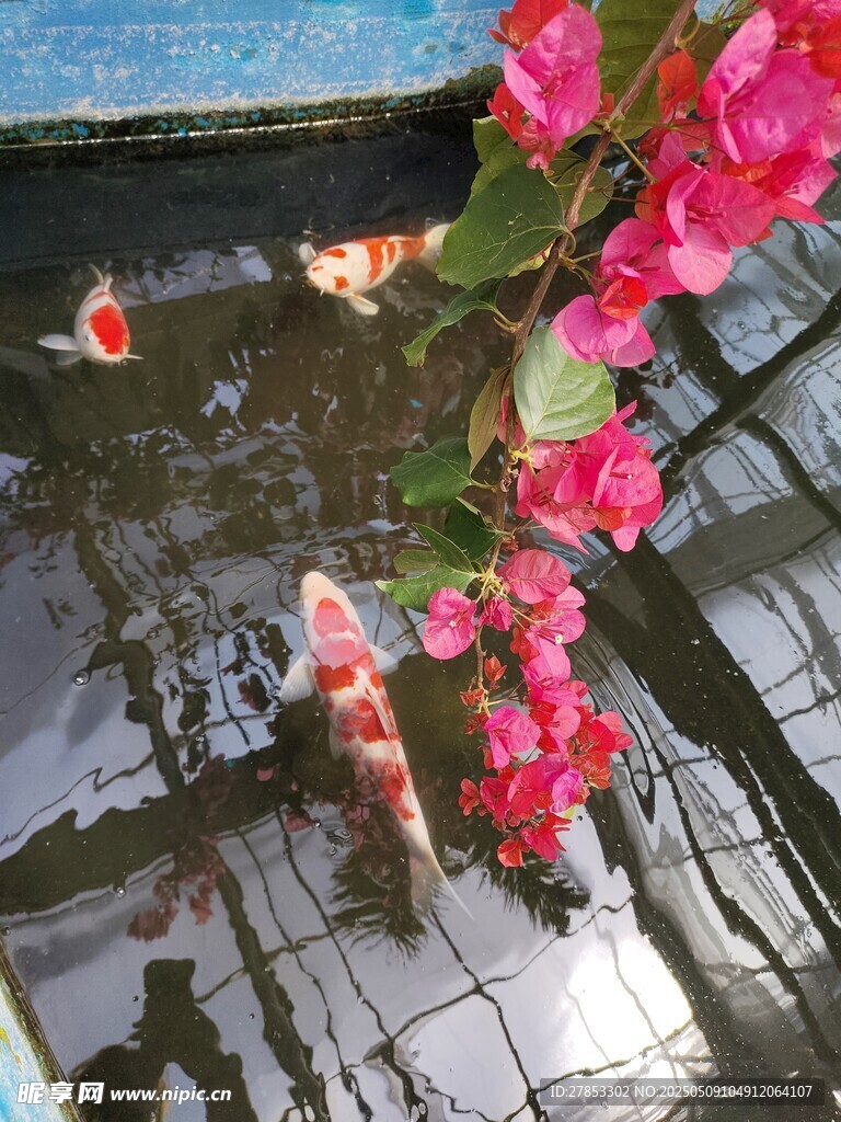 锦鲤