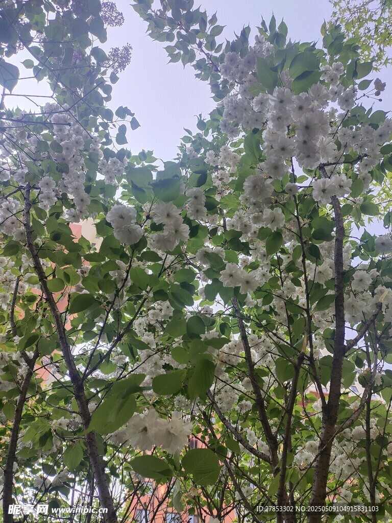 樱花