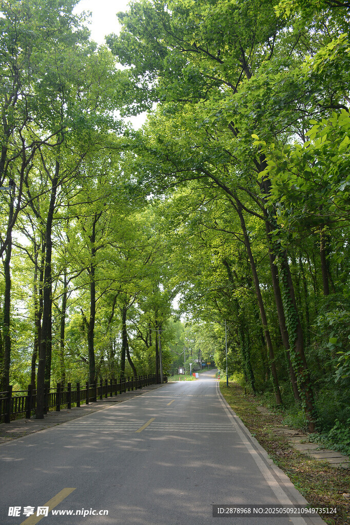 林间静谧公路