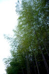 翠绿竹林 清新自然之景