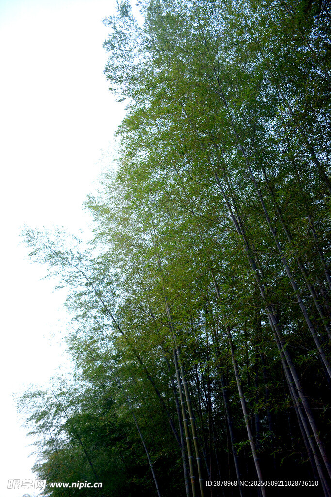 翠绿竹林 清新自然之景
