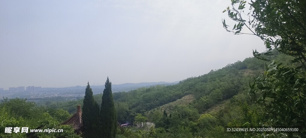 山间葱郁树木远景