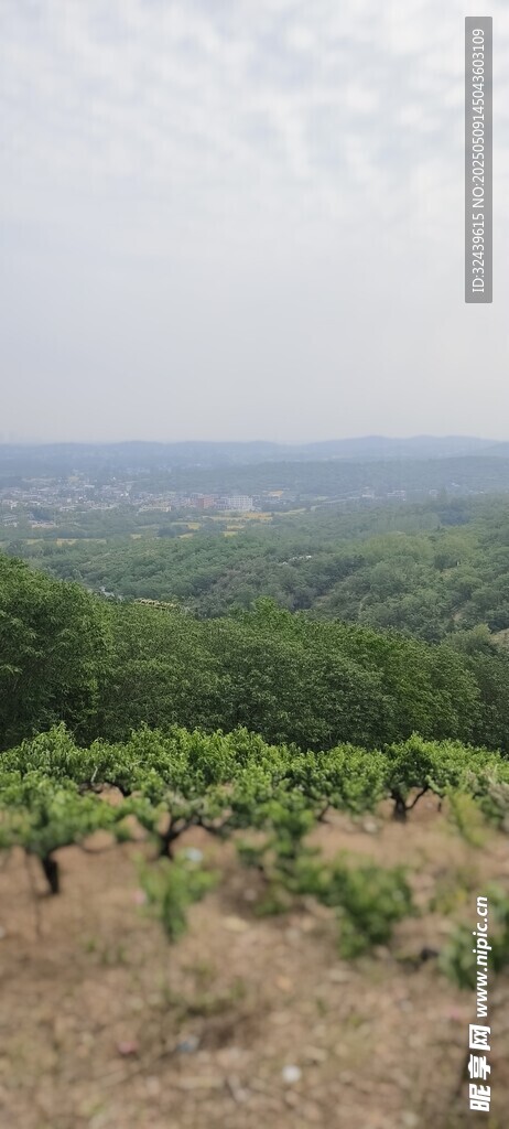 田园葡萄园风光