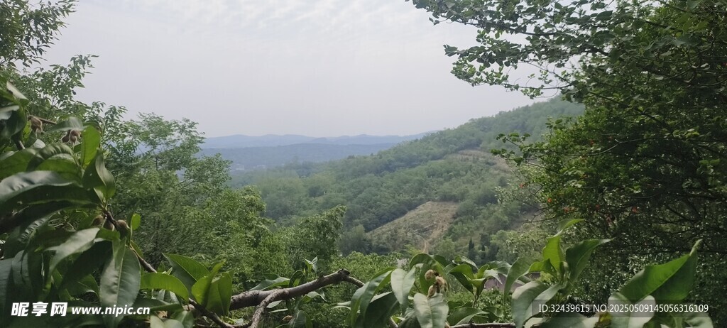 山林绿意景观