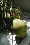 新鲜青椰子及其枝叶