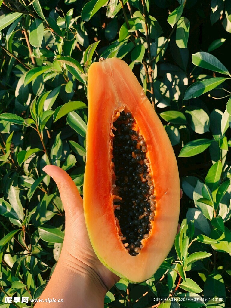 手捧切开的新鲜木瓜