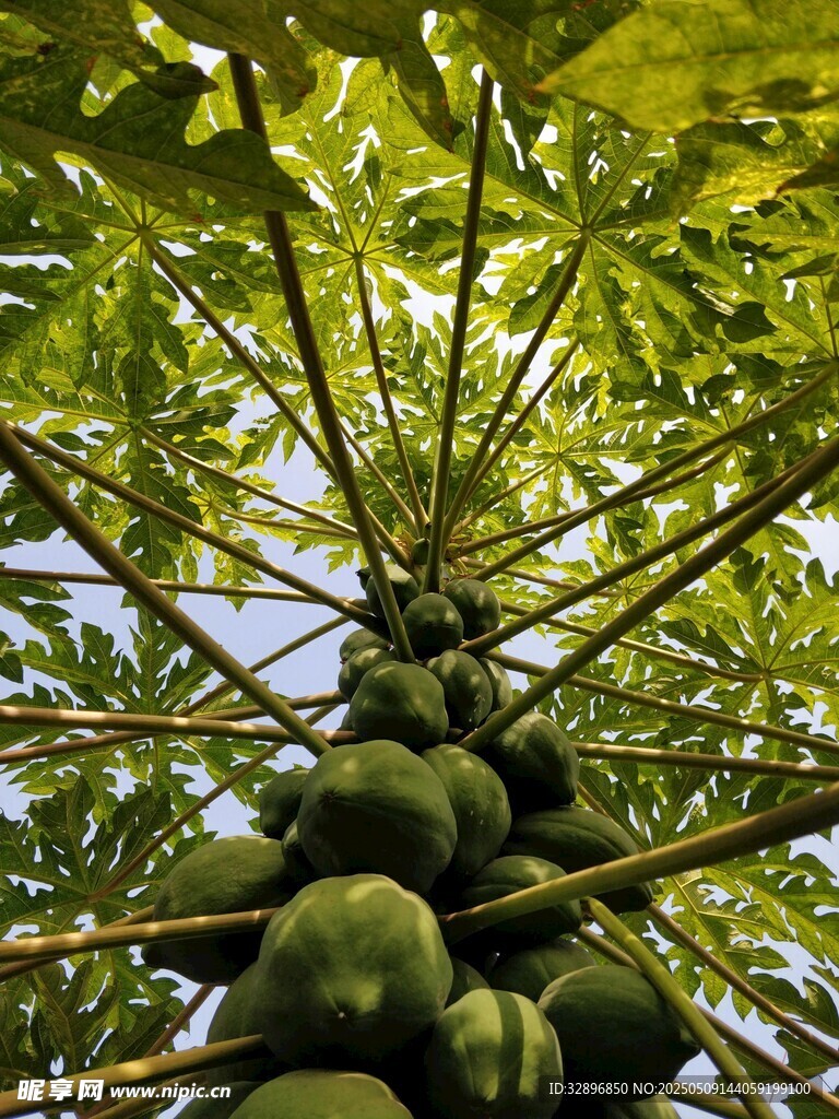 木瓜树硕果累累的景象
