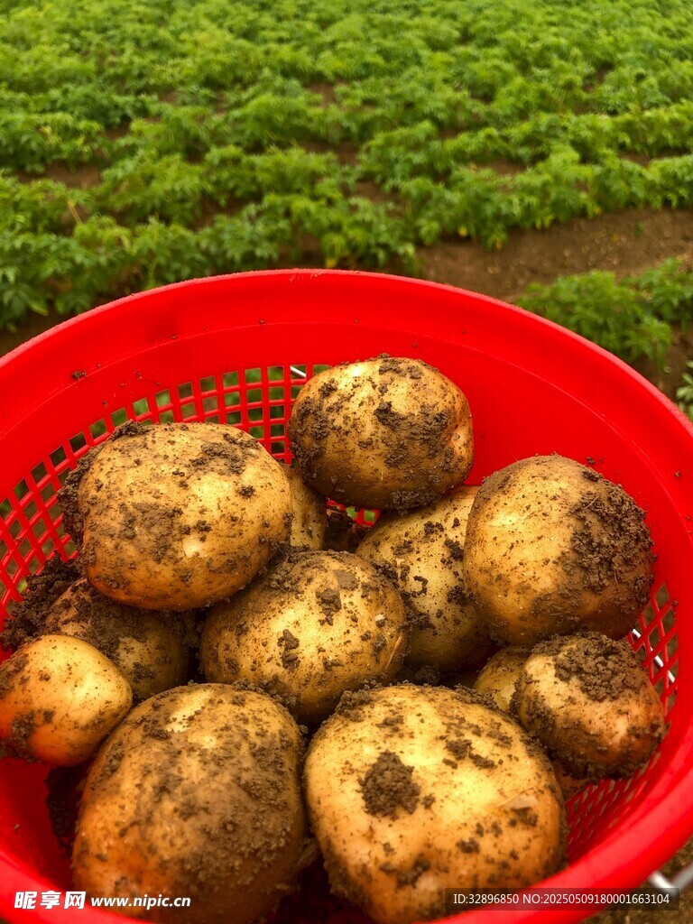 红盆中装满新鲜出土土豆