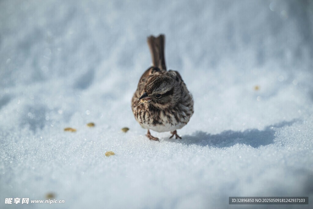雪地中的小鸟