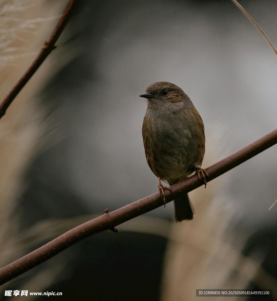 枝头小鸟
