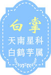 白掌