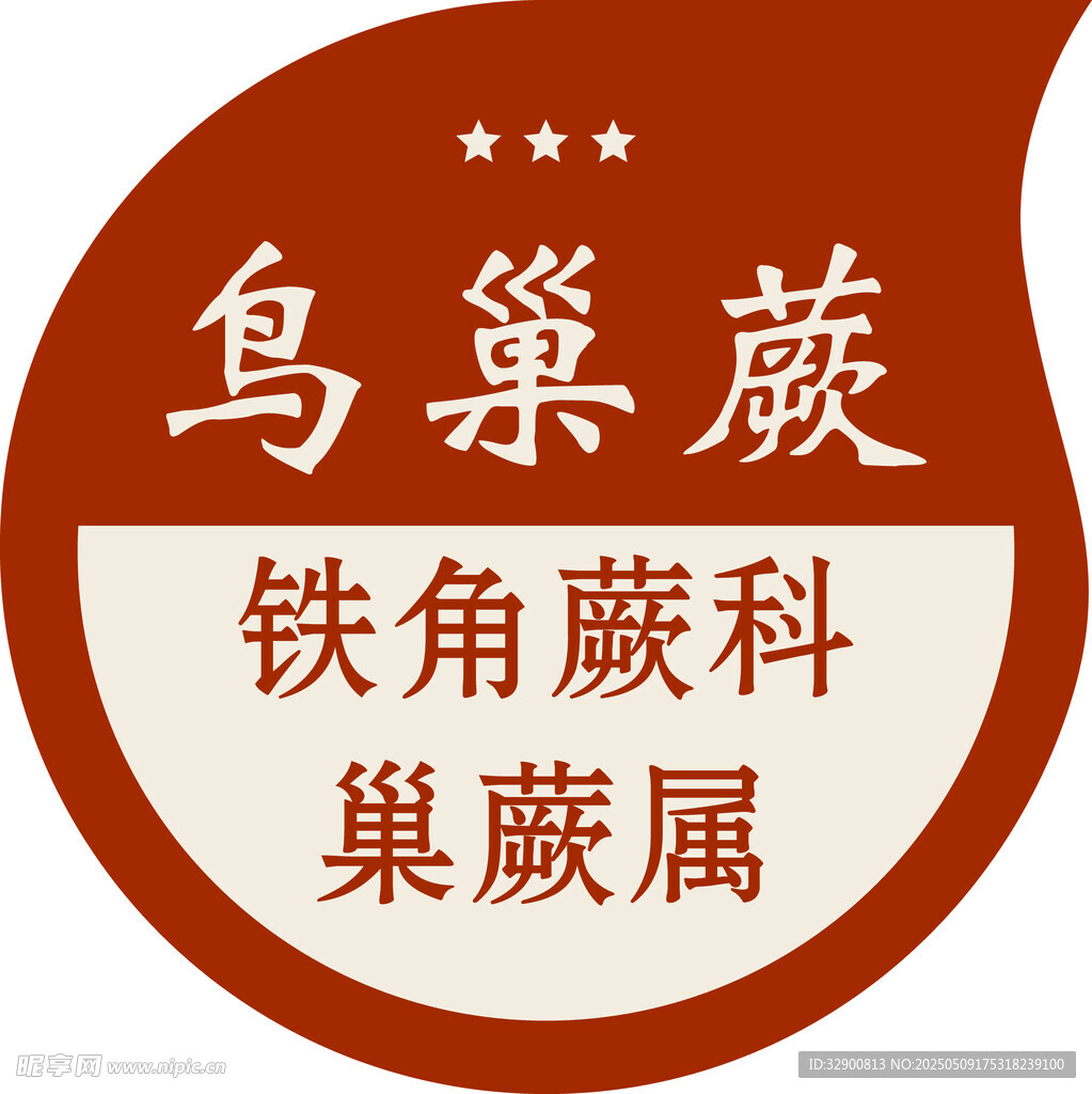 鸟巢蕨