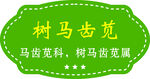 树马齿苋植物标识牌