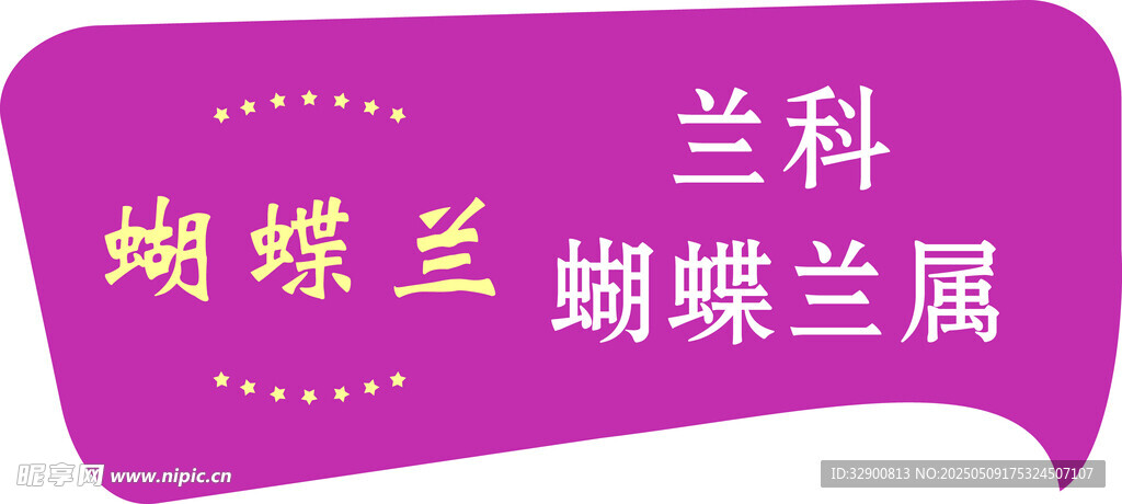 兰科蝴蝶兰特写