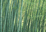 翠绿竹林 清新自然景致