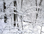 雪覆树林冬日美景