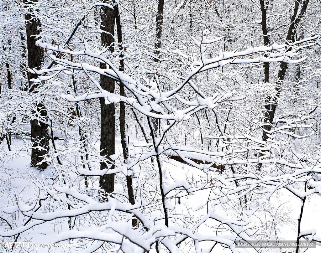 雪覆树林冬日美景