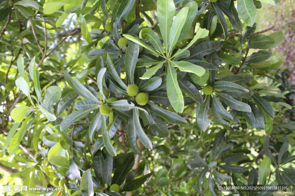 杨梅树