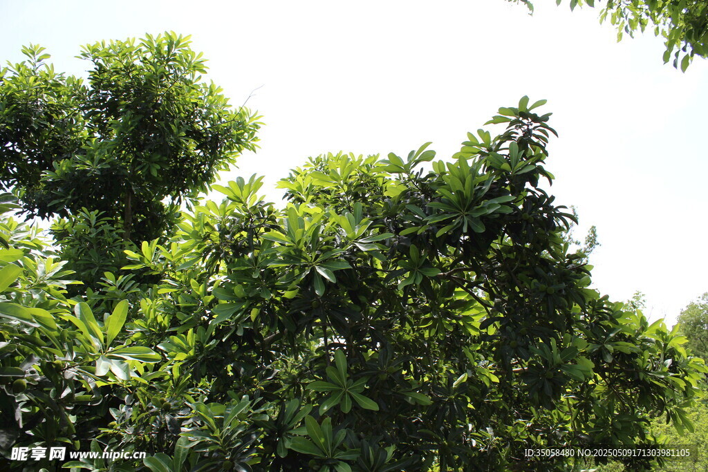杨梅树