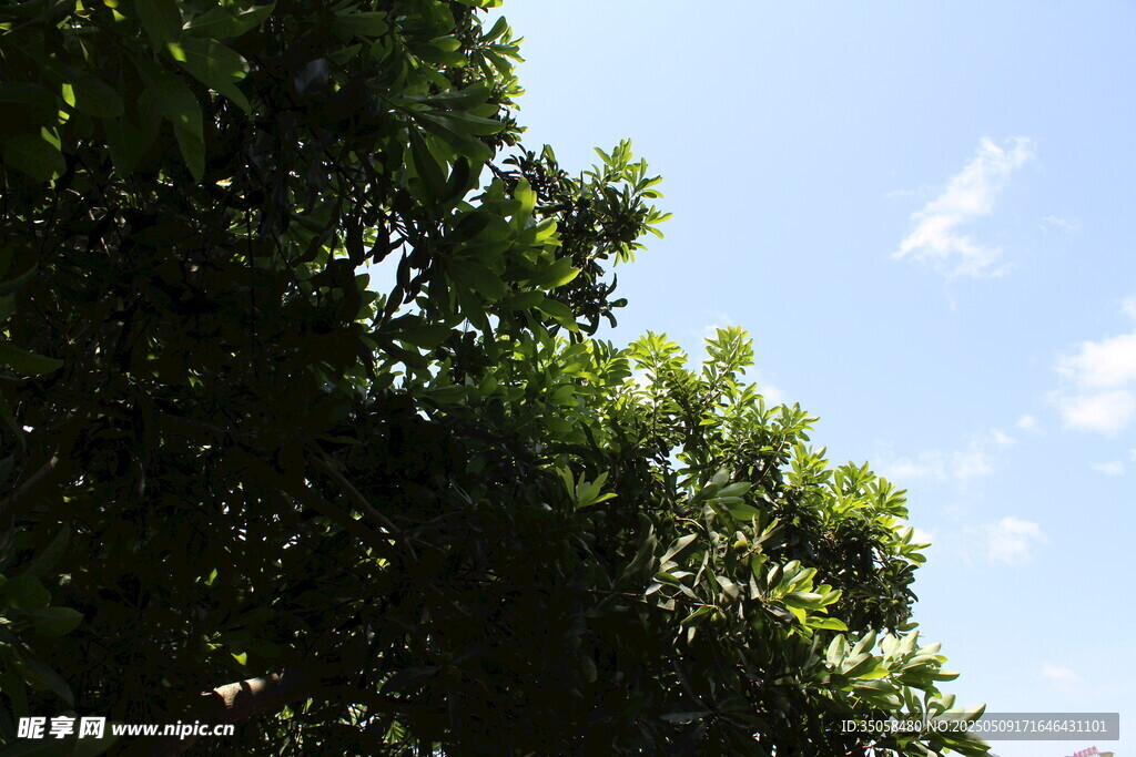 杨梅树